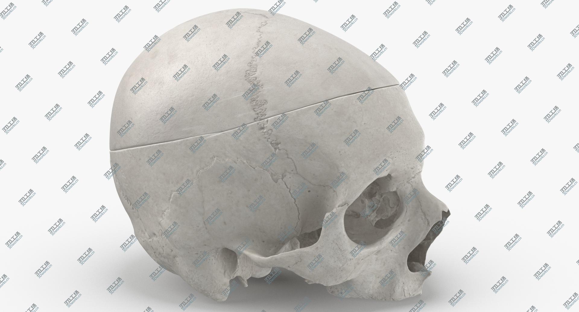 images/goods_img/2021040234/Real Human Skull Cranial 02 Cut With Piece White 3D/3.jpg